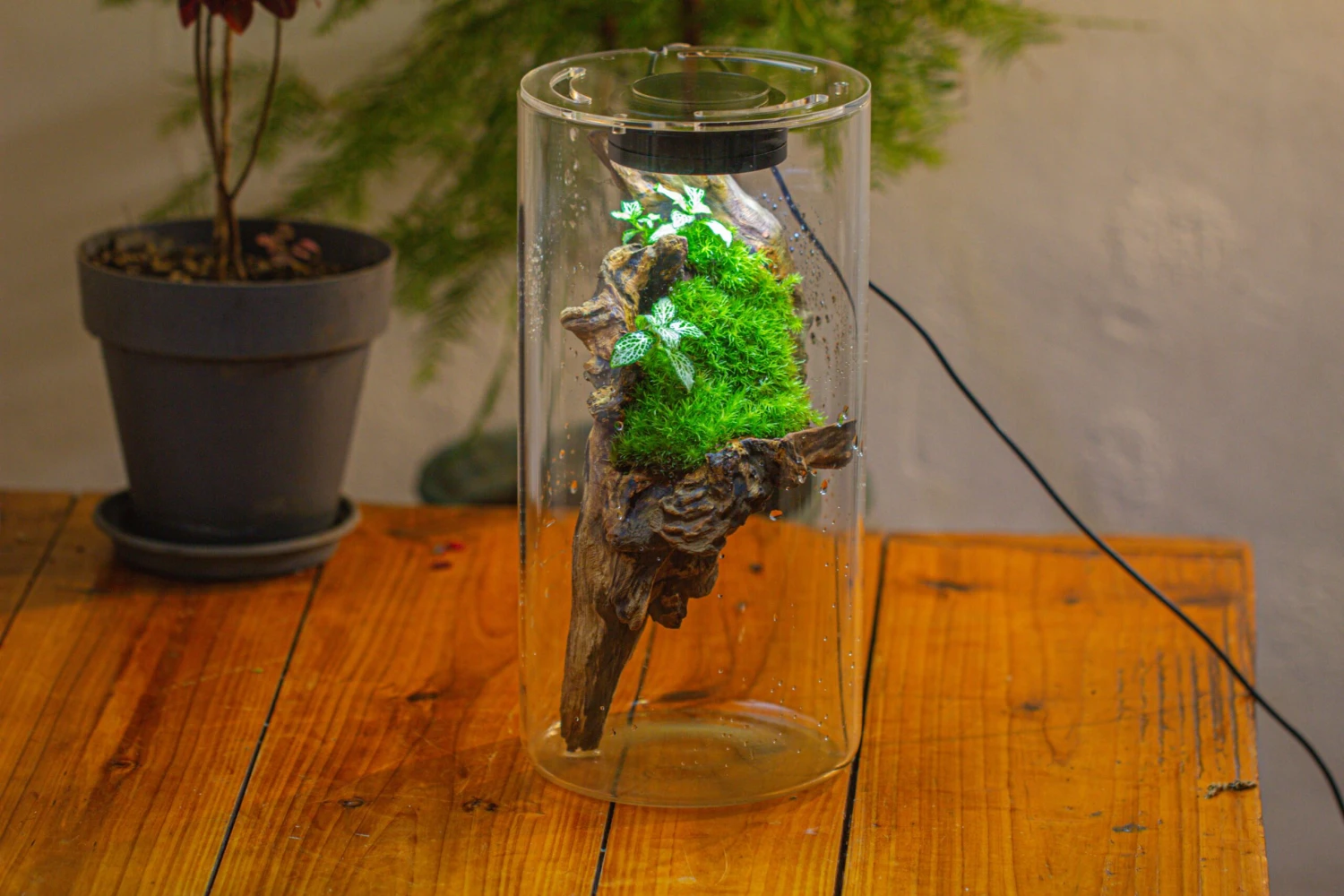 Large Cylinder Terrarium With LED Grow Lamp, Acrylic Lid Set For Bog, Carnivorous Plants -15x30cm 18 Large Cylinder Terrarium With LED Grow Lamp, Acrylic Lid Set For Bog, Carnivorous Plants -15x30cm - Image 16