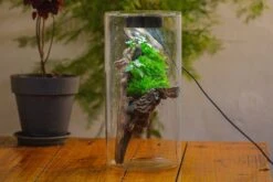 Large Cylinder Terrarium With LED Grow Lamp, Acrylic Lid Set For Bog, Carnivorous Plants -15x30cm 30 Large Cylinder Terrarium With LED Grow Lamp, Acrylic Lid Set For Bog, Carnivorous Plants -15x30cm -Terrarium Plant Hub IMG 5209