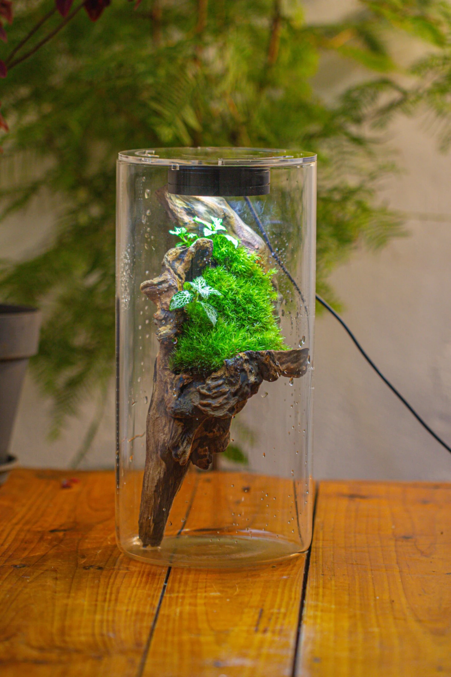 Large Cylinder Terrarium With LED Grow Lamp, Acrylic Lid Set For Bog, Carnivorous Plants -15x30cm 20 Large Cylinder Terrarium With LED Grow Lamp, Acrylic Lid Set For Bog, Carnivorous Plants -15x30cm - Image 18