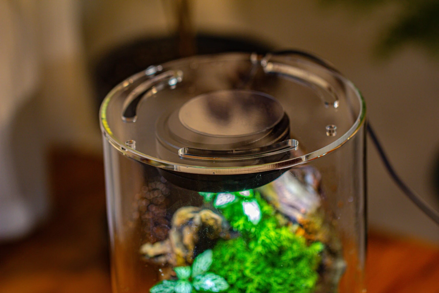 Large Cylinder Terrarium With LED Grow Lamp, Acrylic Lid Set For Bog, Carnivorous Plants -15x30cm 22 Large Cylinder Terrarium With LED Grow Lamp, Acrylic Lid Set For Bog, Carnivorous Plants -15x30cm - Image 20