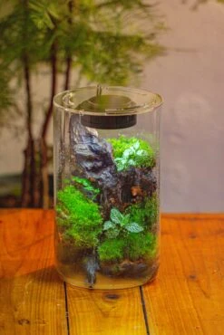 Medium Cylinder Terrarium With LED Grow Lamp, Acrylic Lid Set For Bog, Carnivorous Plants -15x25cm -Terrarium Plant Hub IMG 5229