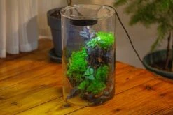 Medium Cylinder Terrarium With LED Grow Lamp, Acrylic Lid Set For Bog, Carnivorous Plants -15x25cm -Terrarium Plant Hub IMG 5231