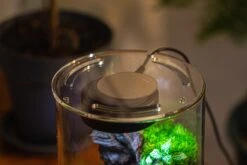 Medium Cylinder Terrarium With LED Grow Lamp, Acrylic Lid Set For Bog, Carnivorous Plants -15x25cm -Terrarium Plant Hub IMG 5234