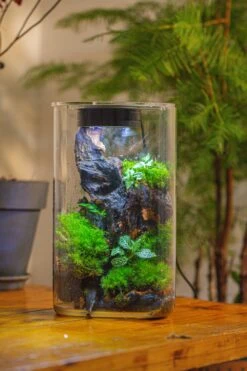 Medium Cylinder Terrarium With LED Grow Lamp, Acrylic Lid Set For Bog, Carnivorous Plants -15x25cm -Terrarium Plant Hub IMG 5242 3676789b c638 460e aba8 d5ac9d7d13ac