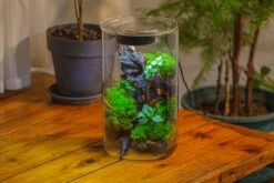 Medium Cylinder Terrarium With LED Grow Lamp, Acrylic Lid Set For Bog, Carnivorous Plants -15x25cm -Terrarium Plant Hub IMG 5244