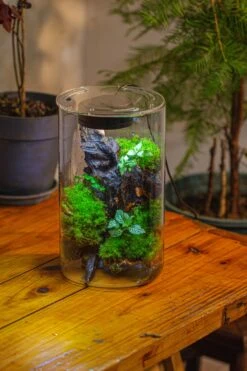 Medium Cylinder Terrarium With LED Grow Lamp, Acrylic Lid Set For Bog, Carnivorous Plants -15x25cm -Terrarium Plant Hub IMG 5245