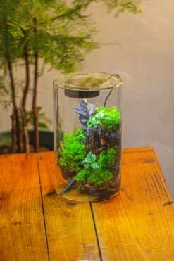 Medium Cylinder Terrarium With LED Grow Lamp, Acrylic Lid Set For Bog, Carnivorous Plants -15x25cm -Terrarium Plant Hub IMG 5247