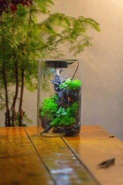 Medium Cylinder Terrarium With LED Grow Lamp, Acrylic Lid Set For Bog, Carnivorous Plants -15x25cm -Terrarium Plant Hub IMG 5248