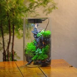Medium Cylinder Terrarium With LED Grow Lamp, Acrylic Lid Set For Bog, Carnivorous Plants -15x25cm -Terrarium Plant Hub IMG 5248 3