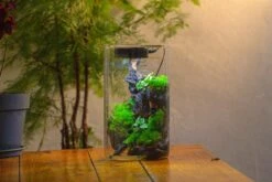 Medium Cylinder Terrarium With LED Grow Lamp, Acrylic Lid Set For Bog, Carnivorous Plants -15x25cm -Terrarium Plant Hub IMG 5249