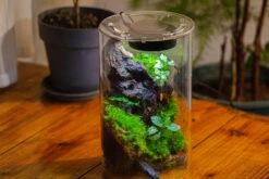 Medium Cylinder Terrarium With LED Grow Lamp, Acrylic Lid Set For Bog, Carnivorous Plants -15x25cm -Terrarium Plant Hub IMG 5251