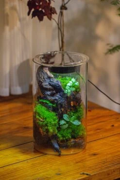 Medium Cylinder Terrarium With LED Grow Lamp, Acrylic Lid Set For Bog, Carnivorous Plants -15x25cm -Terrarium Plant Hub IMG 5255