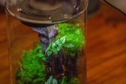 Medium Cylinder Terrarium With LED Grow Lamp, Acrylic Lid Set For Bog, Carnivorous Plants -15x25cm -Terrarium Plant Hub IMG 5256 714a8c4e 8b96 4052 9692 1cc375d64fe0