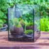 NCYP Watertight Open Geometric Glass Tin Terrarium, For Small Waterpond, Bog, Moss Landscape, Water Pond, Carnivorous Plants -Terrarium Plant Hub IMG 5266