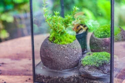 NCYP Watertight Open Geometric Glass Tin Terrarium, For Small Waterpond, Bog, Moss Landscape, Water Pond, Carnivorous Plants -Terrarium Plant Hub IMG 5267