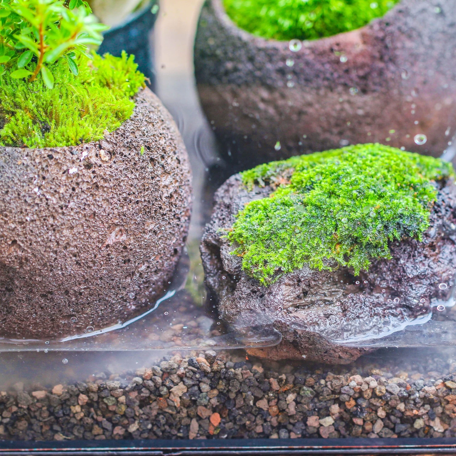 Porous Black Horticultural Lava Rocks, For Terrarium Drainage Control, The Bottom Layer Of The Moss Terrarium 4 Porous Black Horticultural Lava Rocks, For Terrarium Drainage Control, The Bottom Layer Of The Moss Terrarium - Image 2