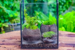 NCYP Watertight Open Geometric Glass Tin Terrarium, For Small Waterpond, Bog, Moss Landscape, Water Pond, Carnivorous Plants -Terrarium Plant Hub IMG 5270