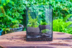 NCYP Watertight Open Geometric Glass Tin Terrarium, For Small Waterpond, Bog, Moss Landscape, Water Pond, Carnivorous Plants -Terrarium Plant Hub IMG 5271