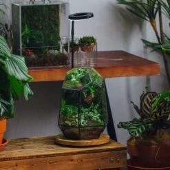 NCYP Large Close Geometric Glass Terrarium With Door, Tin Sealed Irregular Tall Planter For Moss Flower Pot -Terrarium Plant Hub IMG 5285