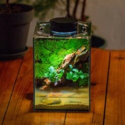 Front Page 20 Front Page -Terrarium Plant Hub IMG 5289 2 59e675df 008c 4577 a72f d7b8553548a8