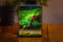 Watertight Glass Terrarium With LED Grow Light, Acrylic Lid For Moss Wall, Vertical Planting -15x15x20cm / 5.9x5.9x7.8 -Terrarium Plant Hub IMG 5290 0bb4f887 42ac 455f b009 50c435f25865