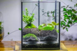 NCYP Watertight Open Geometric Glass Tin Terrarium, For Small Waterpond, Bog, Moss Landscape, Water Pond, Carnivorous Plants -Terrarium Plant Hub IMG 5333