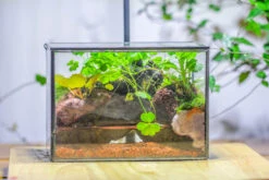 NCYP Watertight Close Small Rectangle Geometric Glass Tin Terrarium, For Small Waterpond, Moss Landscape, Live Miniature, Water Pond -Terrarium Plant Hub IMG 5344