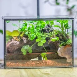 NCYP Watertight Close Small Rectangle Geometric Glass Tin Terrarium, For Small Waterpond, Moss Landscape, Live Miniature, Water Pond -Terrarium Plant Hub IMG 5345