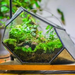 Irregular Geometric Rock Shape Glass And Tin Terrarium, For Moss -Terrarium Plant Hub IMG 5348