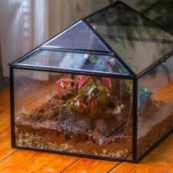 NCYP Handmade Large House Shape Geometric Glass Terrariumn 14x12x12" For Tarantulas -Terrarium Plant Hub IMG 5401 2.1