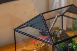NCYP Handmade Large House Shape Geometric Glass Terrariumn 14x12x12" For Tarantulas -Terrarium Plant Hub IMG 5403