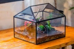 NCYP Handmade Large House Shape Geometric Glass Terrariumn 14x12x12" For Tarantulas -Terrarium Plant Hub IMG 5404