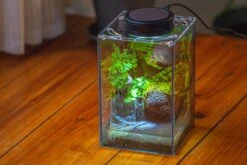 Watertight Glass Terrarium With LED Grow Light, Acrylic Lid For Moss Wall, Vertical Planting-12x12x18cm / 4.7x4.7x7.1'' -Terrarium Plant Hub IMG 5457 1d0319b6 23c5 4c70 a8a2 16a847f4b194
