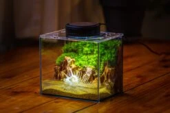 Watertight Glass Terrarium With LED Grow Light, Acrylic Lid For Moss Wall, Vertical Planting -15x11x13cm / 5.9x4.3x5.1'' -Terrarium Plant Hub IMG 5484 2 d2c8babc 6b9d 4d7a 8300 cce593e62167