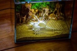 Watertight Glass Terrarium With LED Grow Light, Acrylic Lid For Moss Wall, Vertical Planting -15x11x13cm / 5.9x4.3x5.1'' -Terrarium Plant Hub IMG 5497 540777e6 8c6d 4cf6 8115 1e0fee9bd4a7