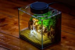 Watertight Glass Terrarium With LED Grow Light, Acrylic Lid For Moss Wall, Vertical Planting -15x11x13cm / 5.9x4.3x5.1'' -Terrarium Plant Hub IMG 5500 9a95e64c a7fe 48cd 8926 fe52e71a7211