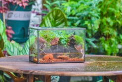 NCYP Watertight Close Rectangle Geometric Glass Tin Terrarium, For Small Waterpond, Moss Landscape, Live Miniature, Water Pond, Landscape -Terrarium Plant Hub IMG 5502 f1c335dc 8874 494a a94e 541795a891c0