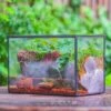 NCYP Watertight Close Rectangle Geometric Glass Tin Terrarium, For Small Waterpond, Moss Landscape, Live Miniature, Water Pond, Landscape 1 NCYP Watertight Close Rectangle Geometric Glass Tin Terrarium, For Small Waterpond, Moss Landscape, Live Miniature, Water Pond, Landscape -Terrarium Plant Hub IMG 5506
