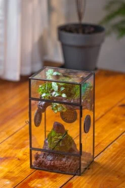 Glass Rectangle Terrarium Enclosure For Small Insect, Jumping Spider, Snail -Terrarium Plant Hub IMG 5507