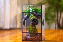 Glass Rectangle Terrarium Enclosure For Small Insect, Jumping Spider, Snail -Terrarium Plant Hub IMG 5508