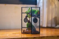Glass Rectangle Terrarium Enclosure For Small Insect, Jumping Spider, Snail -Terrarium Plant Hub IMG 5510