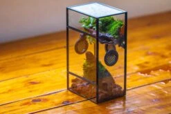 Glass Rectangle Terrarium Enclosure For Small Insect, Jumping Spider, Snail -Terrarium Plant Hub IMG 5517
