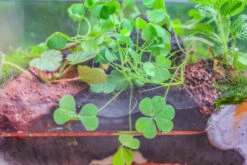 Red Horticultural Lava Rock Volcanic Rock Soil For Cacti Succulents Potted Plants Bonsai -Terrarium Plant Hub IMG 5529