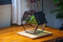 Handmade Hexagon Glass Geometric Terrarium Enclosure With Mesh Vents For Small Insects -Terrarium Plant Hub IMG 5554 575488f6 b7f0 4d3f b489 0bd1b58c1f6b