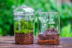 Red Horticultural Lava Rock Volcanic Rock Soil For Cacti Succulents Potted Plants Bonsai -Terrarium Plant Hub IMG 5584