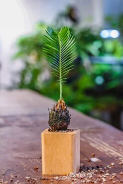 Natural Beech Wood With Inner Alloy Pot Planter, For Hydroponic, Small Plants, Air Plants -Terrarium Plant Hub IMG 5624