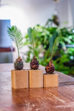 Natural Beech Wood With Inner Alloy Pot Planter, For Hydroponic, Small Plants, Air Plants -Terrarium Plant Hub IMG 5628