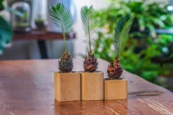 Natural Beech Wood With Inner Alloy Pot Planter, For Hydroponic, Small Plants, Air Plants -Terrarium Plant Hub IMG 5629