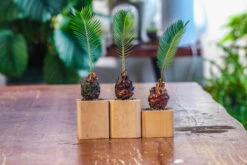 Natural Beech Wood With Inner Alloy Pot Planter, For Hydroponic, Small Plants, Air Plants -Terrarium Plant Hub IMG 5630