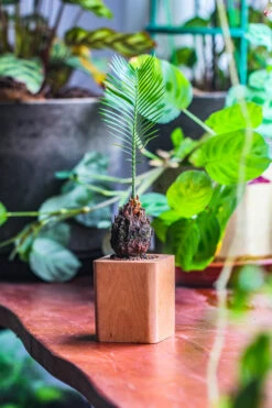 Natural Beech Wood With Inner Alloy Pot Planter, For Hydroponic, Small Plants, Air Plants -Terrarium Plant Hub IMG 5648